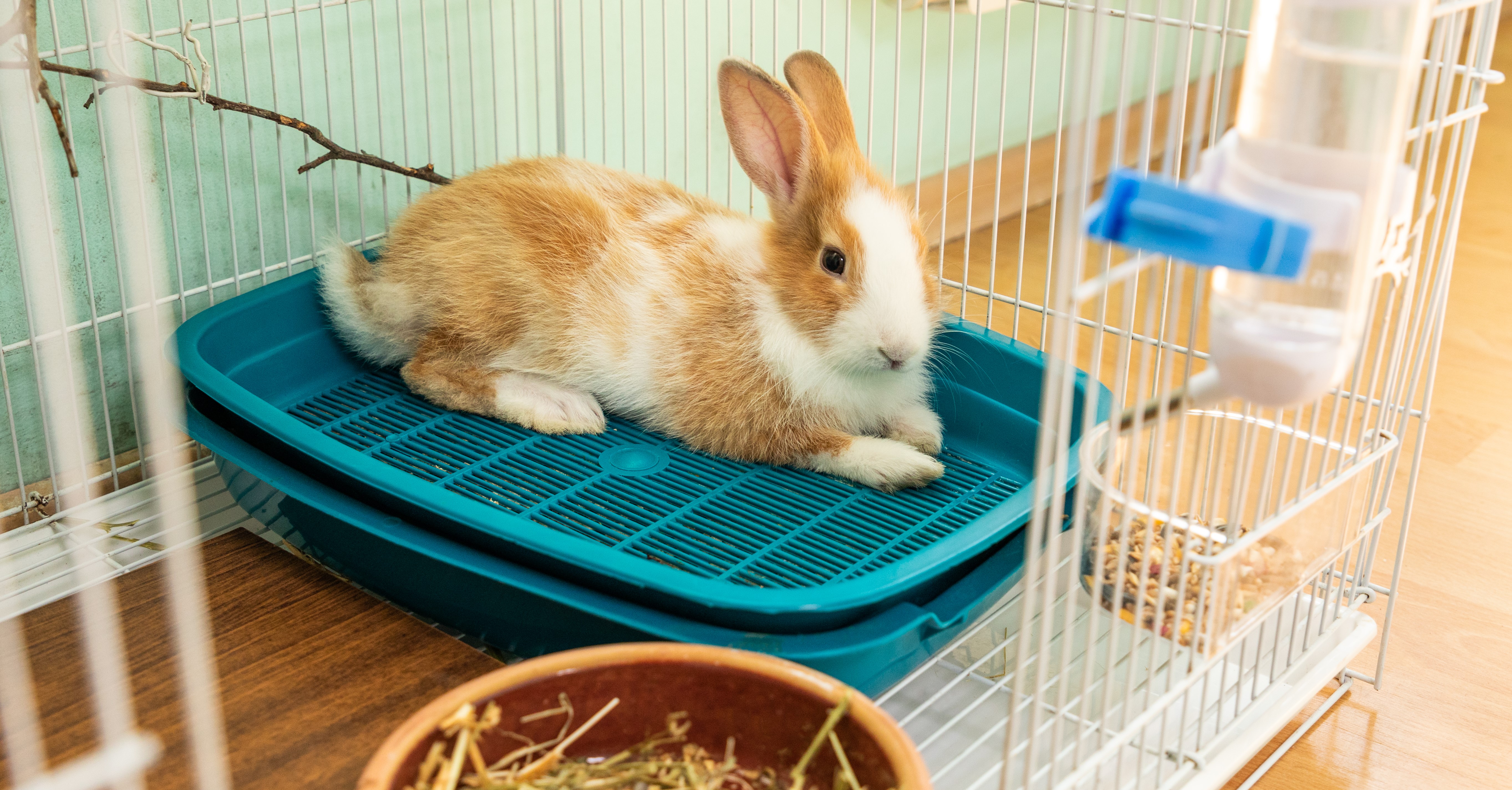 How to Litter Train a Pet Rabbit